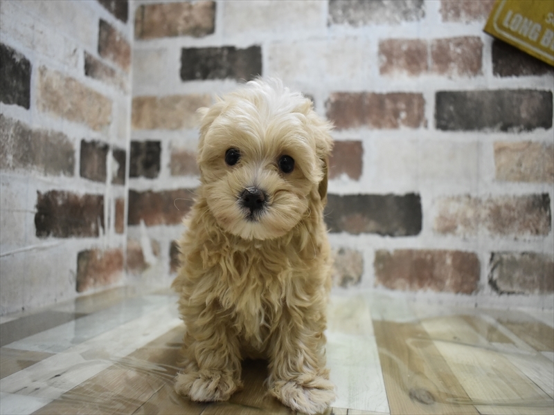 イヌ - 沼津店 | ペッツワン